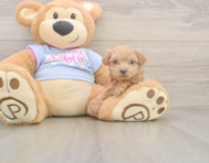 8 week old Maltipoo Puppy For Sale - Florida Fur Babies