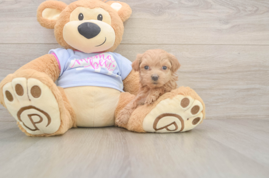 Happy Maltipoo Baby