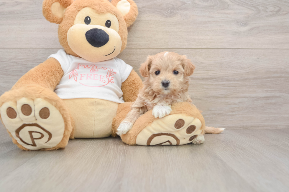 Cute Maltipoo Baby