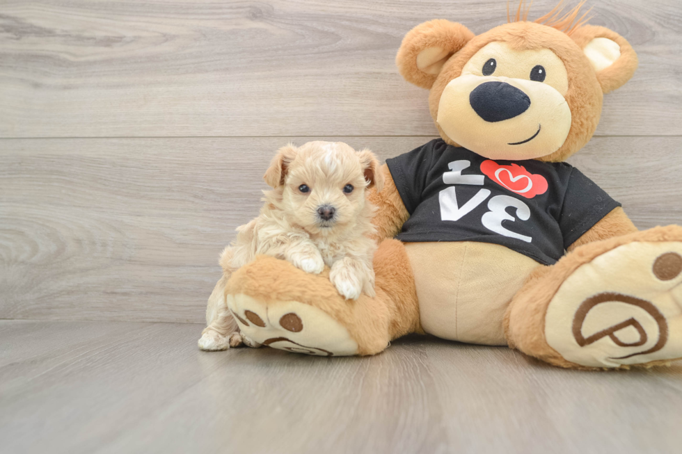 Energetic Maltese Poodle Poodle Mix Puppy