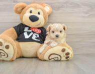 8 week old Maltipoo Puppy For Sale - Florida Fur Babies