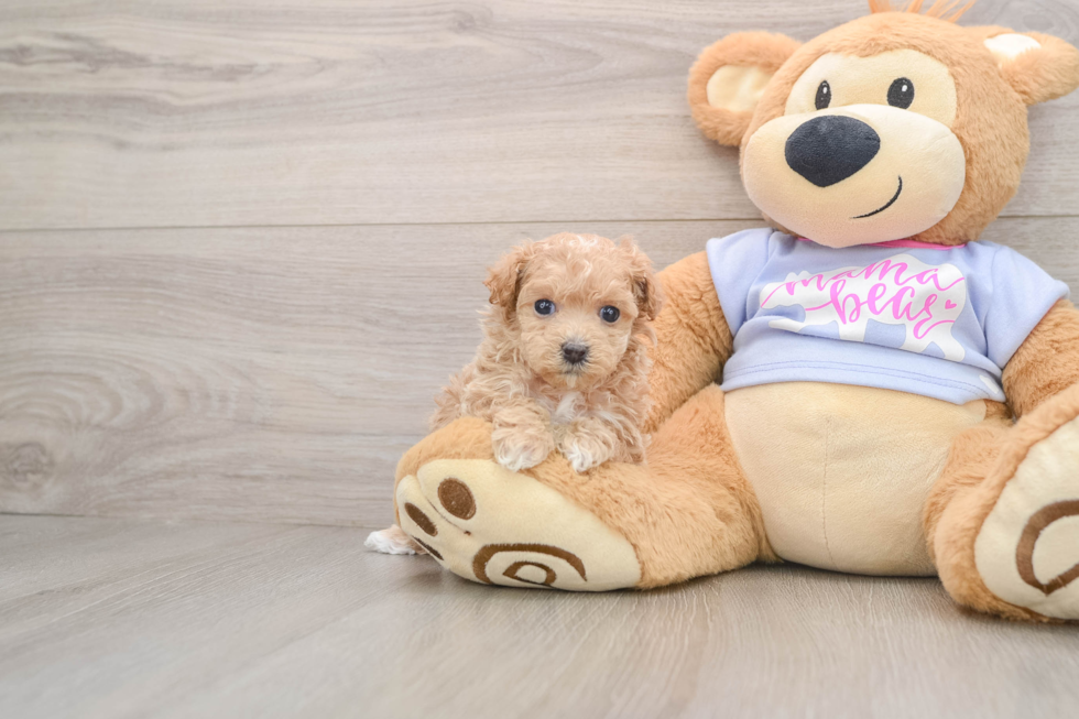 Fluffy Maltipoo Poodle Mix Pup