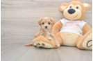 Best Maltipoo Baby