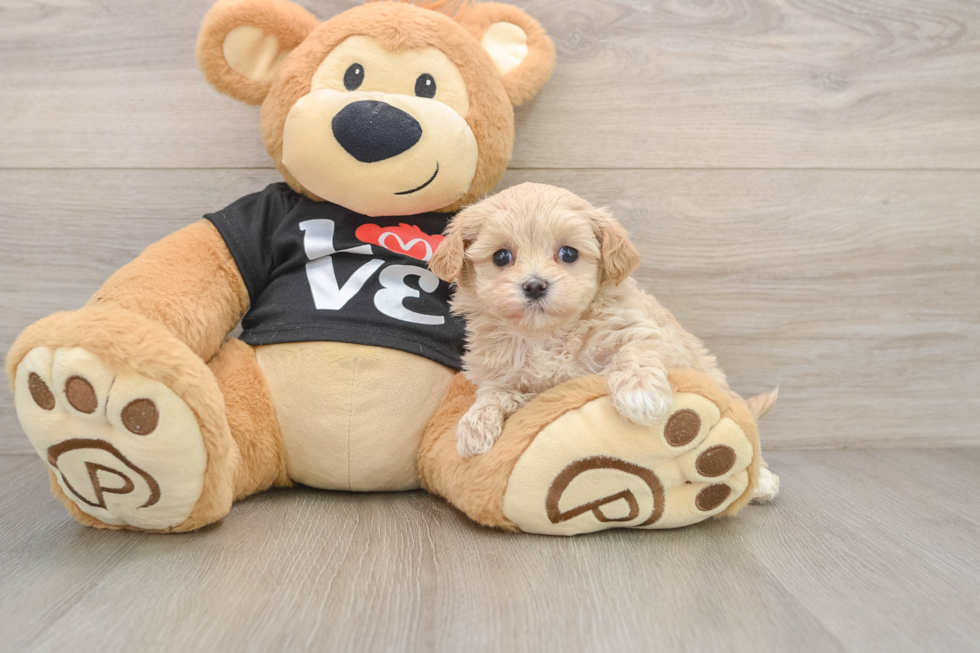 Best Maltipoo Baby