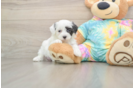 Happy Maltipoo Baby