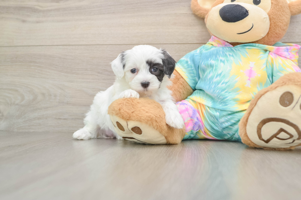 Happy Maltipoo Baby