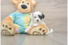 Maltipoo Puppy for Adoption