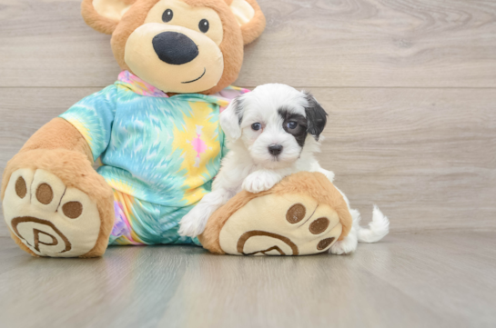 Maltipoo Puppy for Adoption