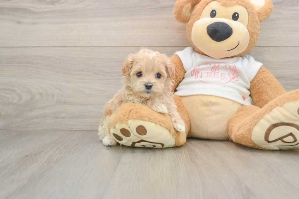 Maltipoo Pup Being Cute