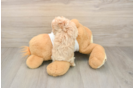Funny Maltipoo Poodle Mix Pup