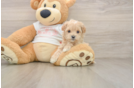 Energetic Maltese Poodle Poodle Mix Puppy
