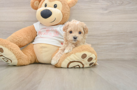 Energetic Maltese Poodle Poodle Mix Puppy