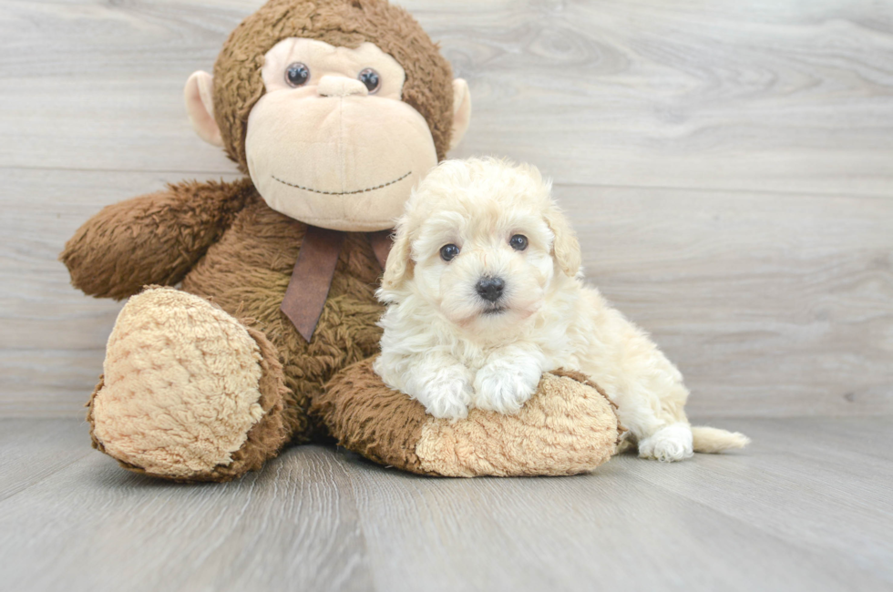 7 week old Maltipoo Puppy For Sale - Florida Fur Babies