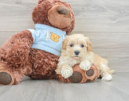 8 week old Maltipoo Puppy For Sale - Florida Fur Babies