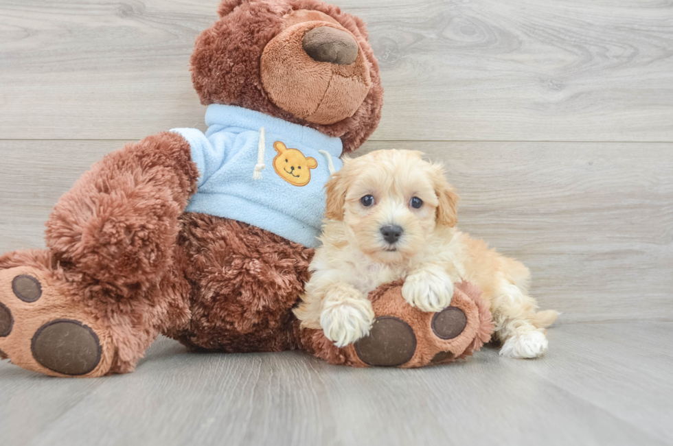 7 week old Maltipoo Puppy For Sale - Florida Fur Babies