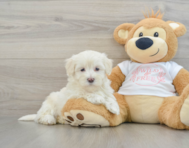 8 week old Maltipoo Puppy For Sale - Florida Fur Babies