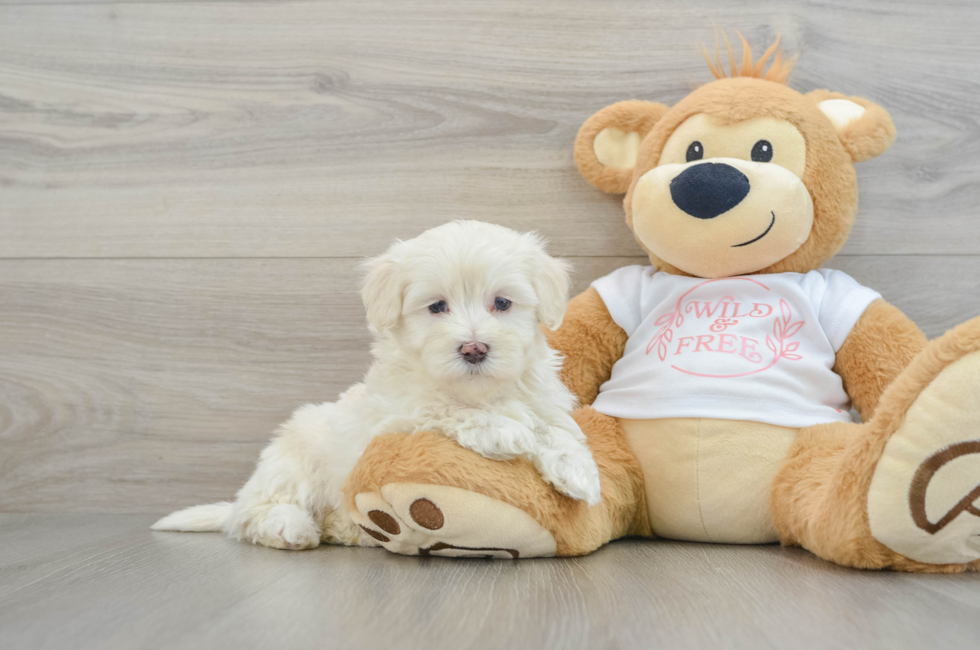 6 week old Maltipoo Puppy For Sale - Florida Fur Babies