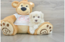 Friendly Maltipoo Baby