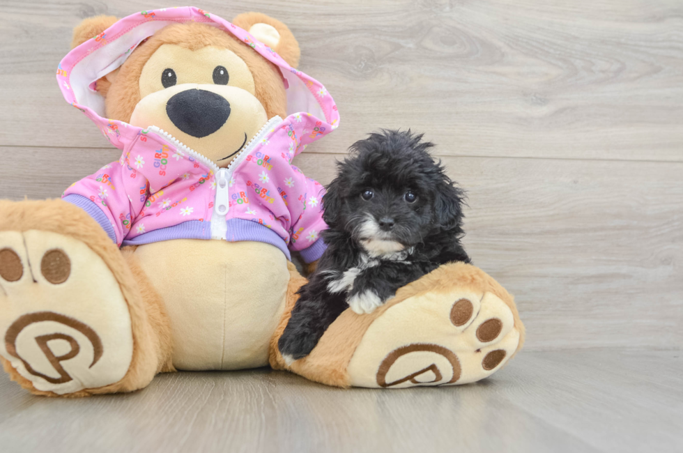 5 week old Maltipoo Puppy For Sale - Florida Fur Babies