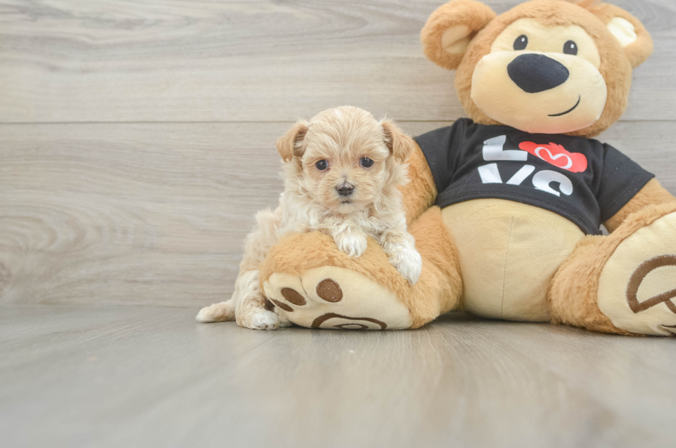 6 week old Maltipoo Puppy For Sale - Florida Fur Babies