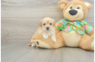 Adorable Maltese Poodle Poodle Mix Puppy
