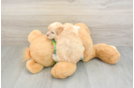 Best Maltipoo Baby