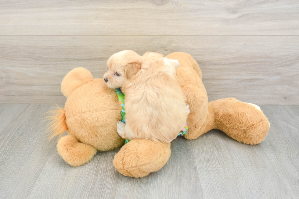 Best Maltipoo Baby