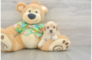 Little Maltidoodle Poodle Mix Puppy