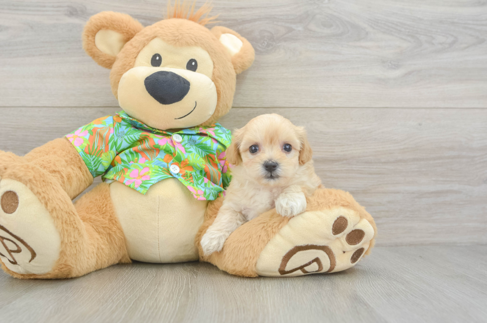 6 week old Maltipoo Puppy For Sale - Florida Fur Babies