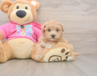 6 week old Maltipoo Puppy For Sale - Florida Fur Babies