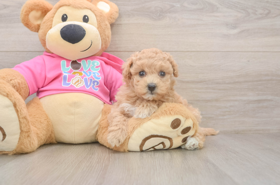 5 week old Maltipoo Puppy For Sale - Florida Fur Babies