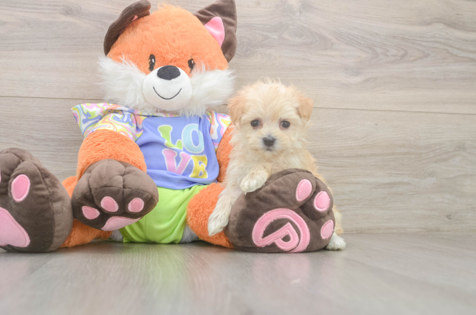 5 week old Maltipoo Puppy For Sale - Florida Fur Babies