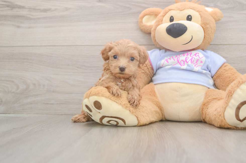 5 week old Maltipoo Puppy For Sale - Florida Fur Babies