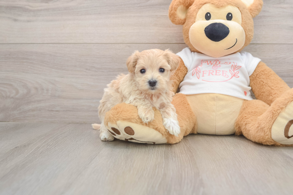 Maltipoo Pup Being Cute