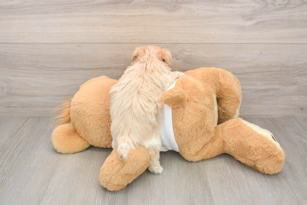 Maltipoo Pup Being Cute