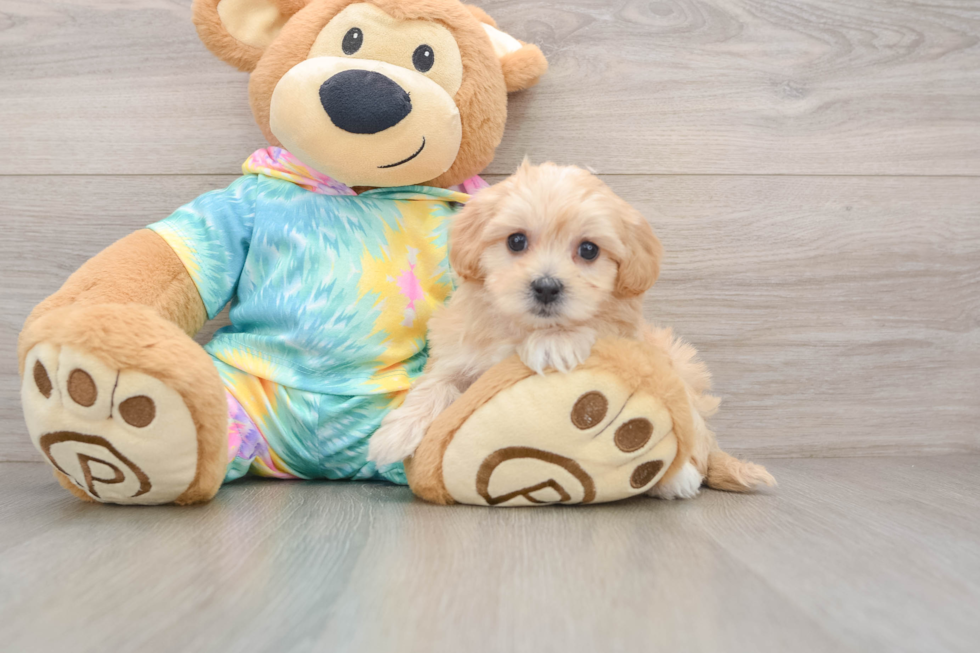 Best Maltipoo Baby