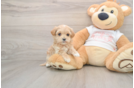 Smart Maltipoo Poodle Mix Pup