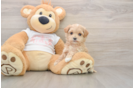 Best Maltipoo Baby