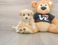 6 week old Maltipoo Puppy For Sale - Florida Fur Babies