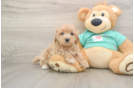Cute Maltipoo Baby