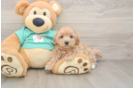 Maltipoo Puppy for Adoption