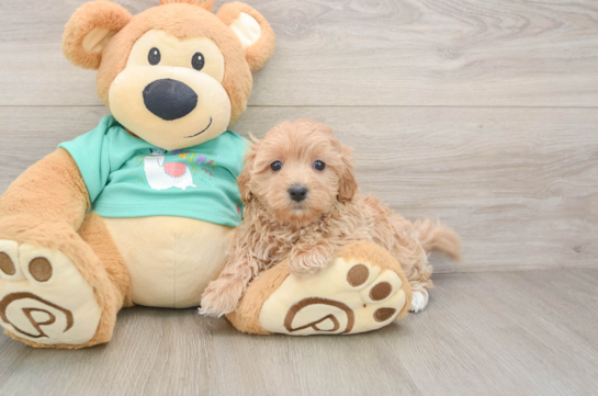 Maltipoo Puppy for Adoption