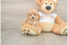 Best Maltipoo Baby