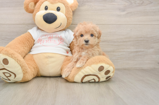 Maltipoo Pup Being Cute