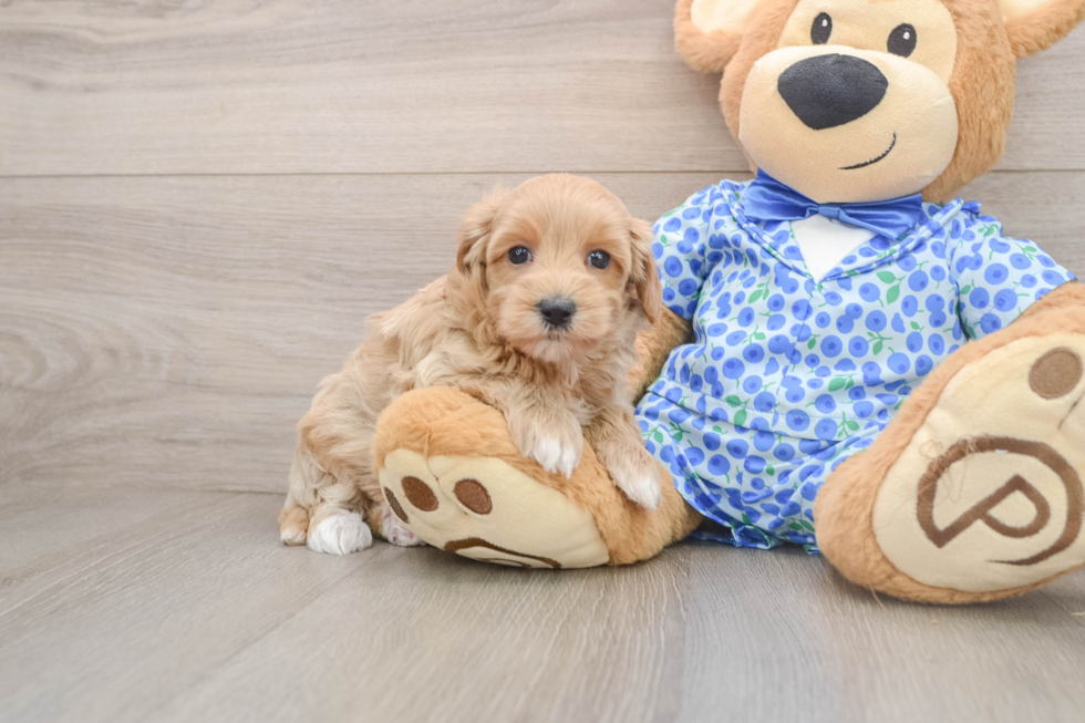 Adorable Malt Oodle Poodle Mix Puppy