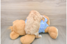 Adorable Multipoo Poodle Mix Puppy