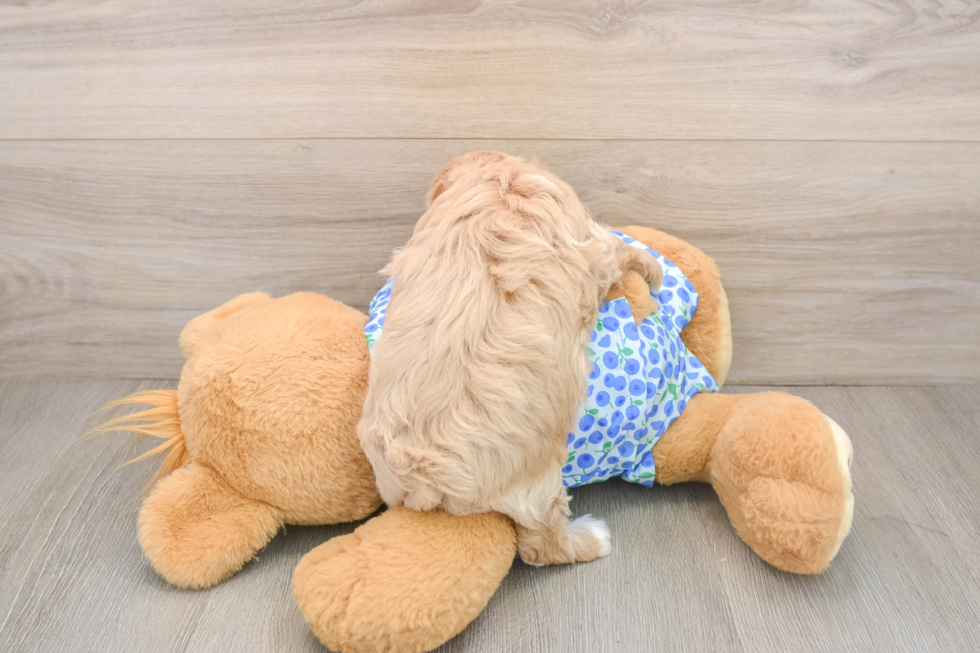 Adorable Multipoo Poodle Mix Puppy