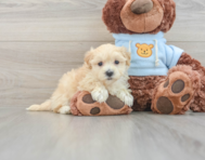 8 week old Maltipoo Puppy For Sale - Florida Fur Babies