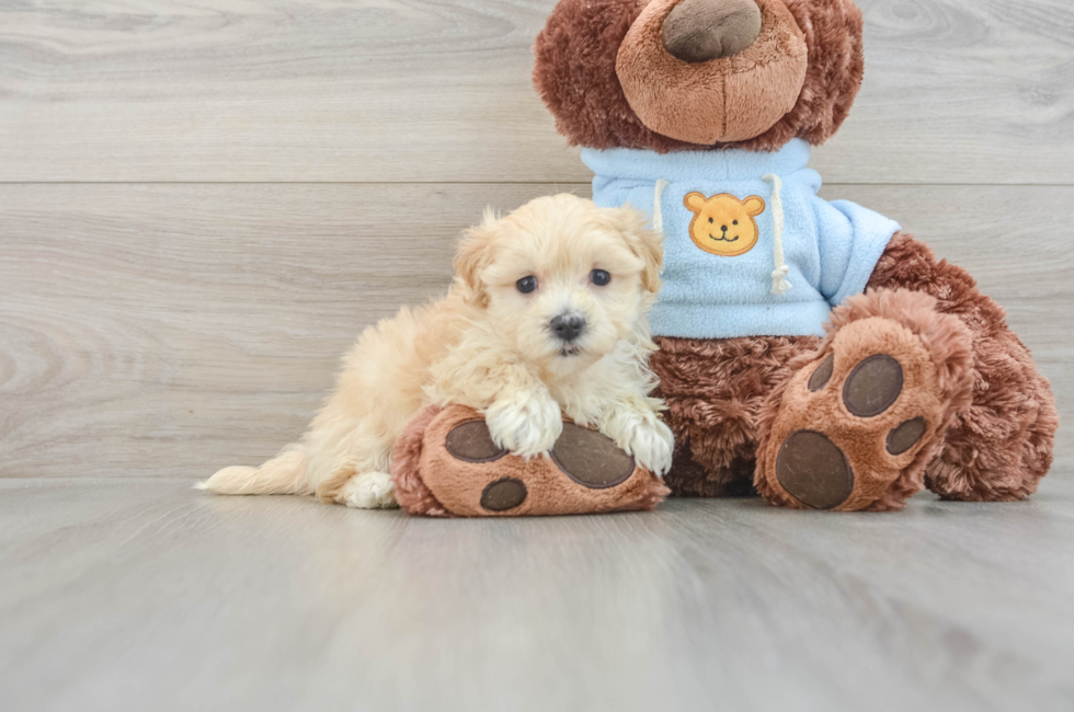 7 week old Maltipoo Puppy For Sale - Florida Fur Babies