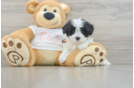 Friendly Maltipoo Baby